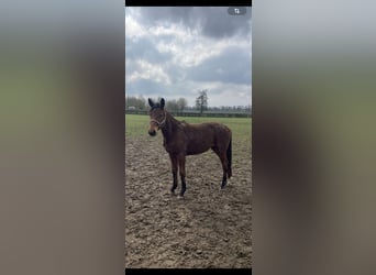 Holstein, Mare, 18 years, 16,2 hh, Brown