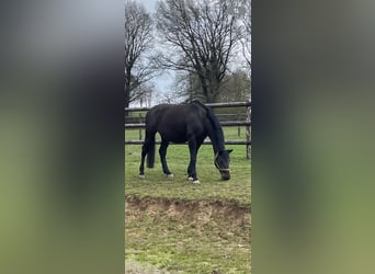 Holstein, Mare, 18 years, 16,2 hh, Brown