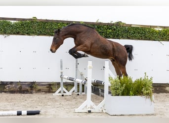 Holstein, Mare, 18 years, 16,2 hh