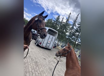 Holstein, Mare, 18 years, 17 hh, Brown