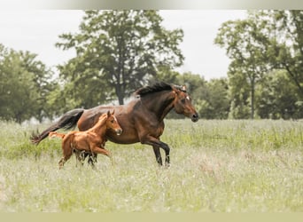 Holstein, Mare, 18 years, 17 hh, Brown