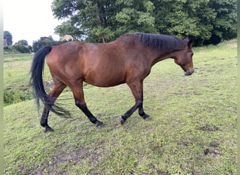 Holstein, Mare, 18 years