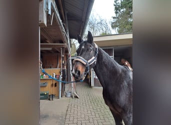 Holstein, Mare, 19 years, 15.2 hh, Smoky-Black