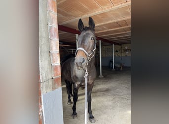 Holstein, Mare, 19 years, 15,2 hh, Bay-Dark