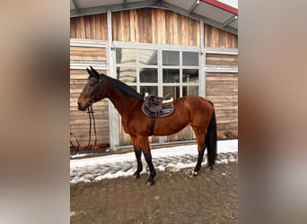 Holstein, Mare, 19 years, 16.1 hh, Bay-Dark