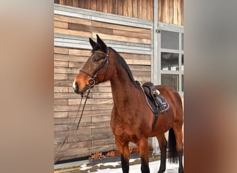 Holstein, Mare, 19 years, 16.1 hh, Bay-Dark