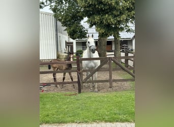 Holstein, Mare, 19 years, 16.1 hh, Gray-Blue-Tan