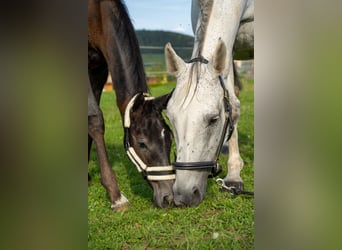 Holstein, Mare, 19 years, 16,1 hh, Grey