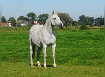 Holstein, Mare, 19 years, 16,2 hh, Grey