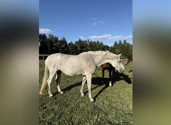 Holstein, Mare, 19 years, 16,2 hh, Grey
