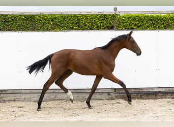 Holstein, Mare, 1 year, 14.3 hh, Brown