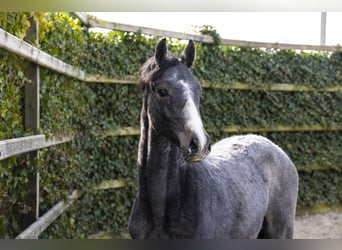 Holstein, Mare, 1 year, 14 hh, Grey