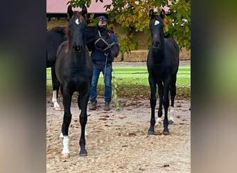 Holstein, Mare, 1 year, 16,1 hh, Chestnut