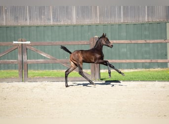 Holstein, Mare, 1 year, 16.1 hh, Grey