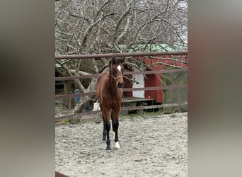 Holstein, Mare, 1 year, 16.2 hh, Brown