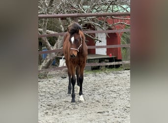 Holstein, Mare, 1 year, 16.2 hh, Brown