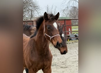 Holstein, Mare, 1 year, 16.2 hh, Brown
