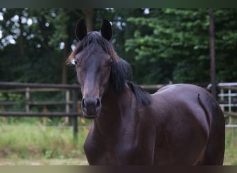 Holstein, Mare, 1 year, 16,2 hh, Black