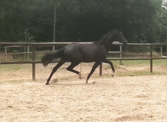 Holstein, Mare, 1 year, 16,2 hh, Black