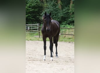 Holstein, Mare, 1 year, 16,2 hh, Black