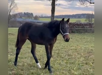 Holstein, Mare, 1 year, 16,3 hh, Brown