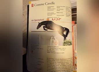 Holstein, Mare, 1 year, 16,3 hh, Brown