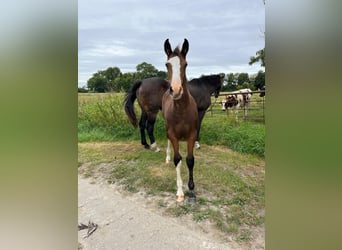 Holstein, Mare, 1 year, Bay-Dark