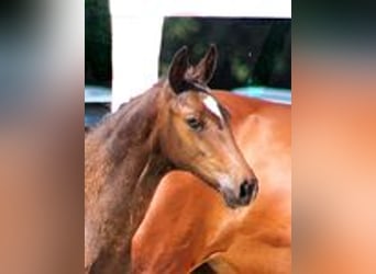 Holstein, Mare, 1 year, Brown