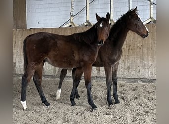 Holstein, Mare, 1 year, Brown