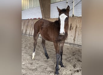 Holstein, Mare, 1 year, Brown
