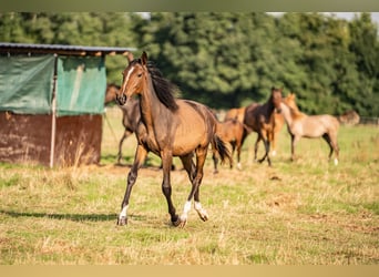 Holstein, Mare, 1 year, Brown