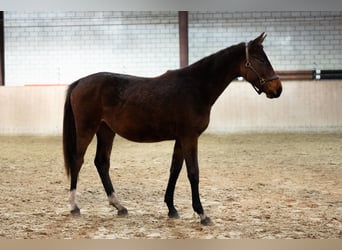 Holstein, Mare, 1 year, Brown