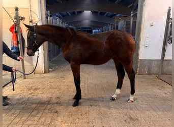 Holstein, Mare, 1 year, Brown