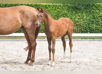 Holstein, Mare, 1 year, Chestnut-Red