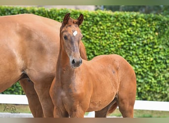 Holstein, Mare, 1 year, Chestnut-Red