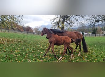 Holstein, Mare, 1 year, Chestnut-Red