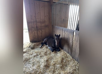 Holstein, Mare, 1 year, Smoky-Black