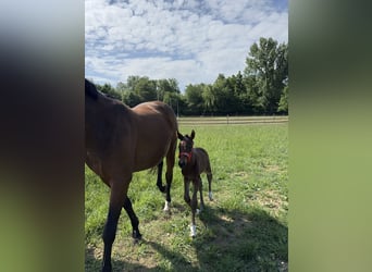 Holstein, Mare, 1 year, Smoky-Black