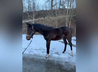 Holstein, Mare, 1 year, Smoky-Black