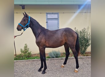 Holstein, Mare, 1 year, Smoky-Black