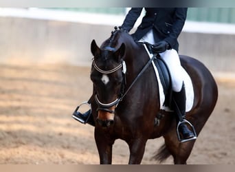 Holstein, Mare, 20 years, 15.3 hh