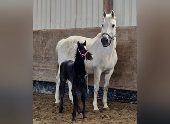 Holstein, Mare, 20 years, 16,1 hh, Gray-Blue-Tan