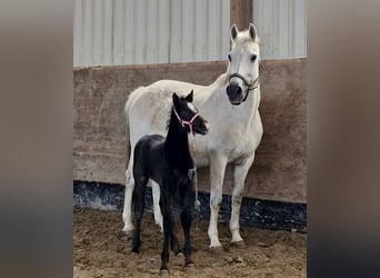 Holstein, Mare, 20 years, 16.1 hh, Gray-Dapple