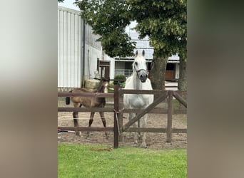Holstein, Mare, 20 years, 16.1 hh, Gray-Dapple