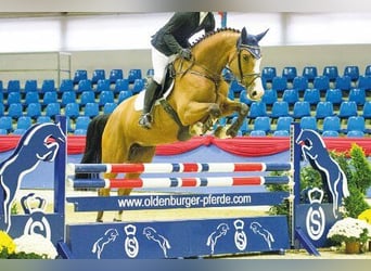 Holstein, Mare, 20 years, 16.2 hh, Gray
