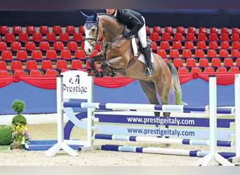 Holstein, Mare, 20 years, 16.2 hh, Gray