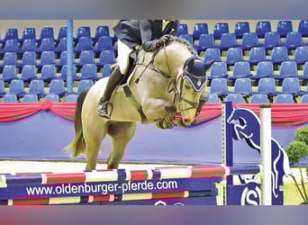 Holstein, Mare, 20 years, 16.2 hh, Gray