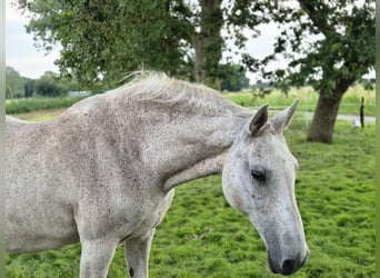 Holstein, Mare, 21 years, 15,3 hh, Grey-Fleabitten