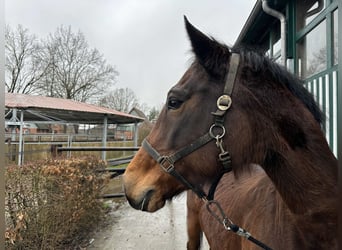 Holstein, Mare, 21 years, 16,2 hh, Brown