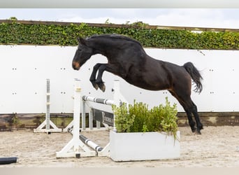 Holstein, Mare, 21 years, 16 hh, Bay-Dark